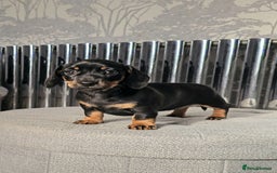 Miniature Dachshund dogs for sale: Miniature Smooth Dachshund Puppies  - Image 25