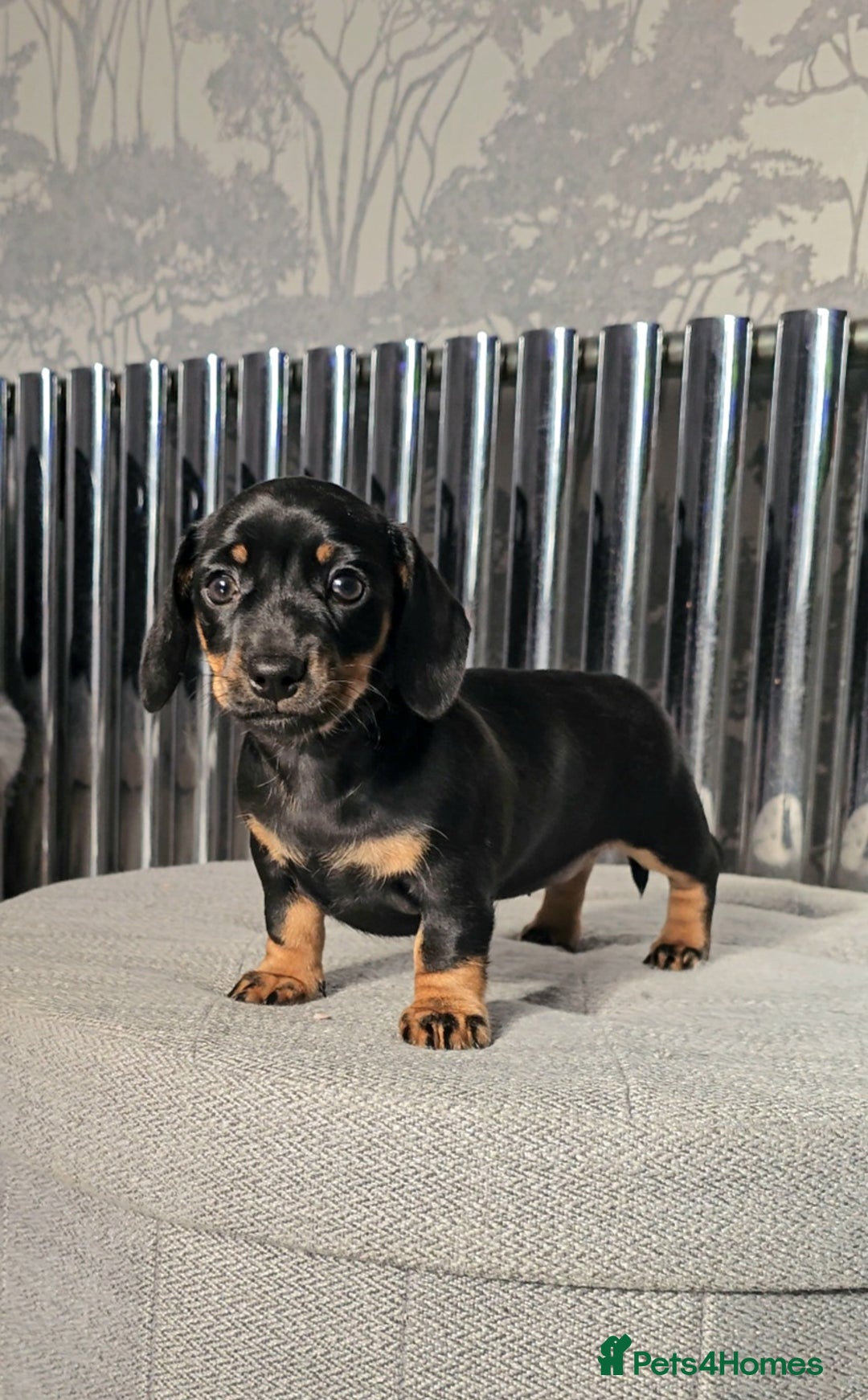 Miniature Dachshund dogs for sale: Miniature Smooth Dachshund Puppies  - Image 25
