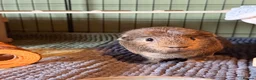 Guinea Pig rodents for sale: X3 Male Guniea Pig in Gateshead - Advert 19
