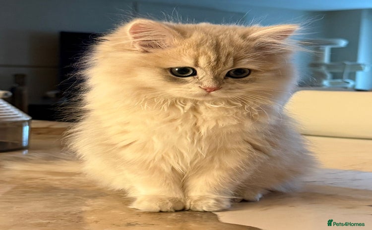 British Longhair cats - Advert 2