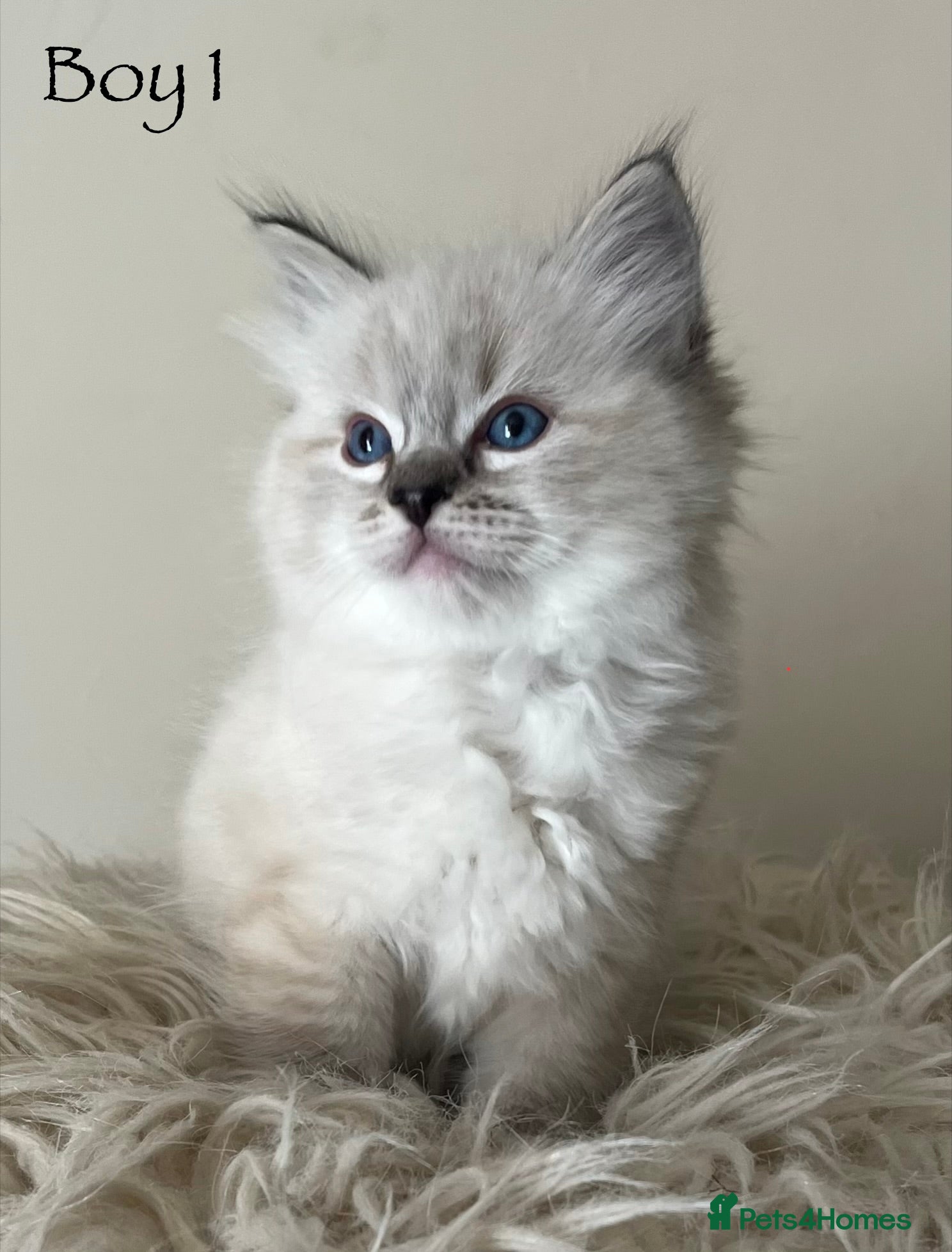 Ragdoll cats Outstanding GCCF Seal Lynx Ragdoll Kittens 🐾 - Advert 6