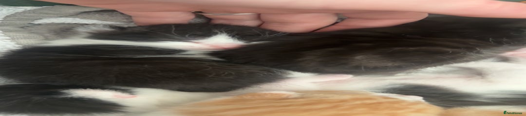 Mixed Breed Kitten 3