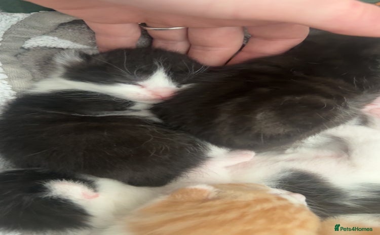 Mixed Breed cats - Advert 2