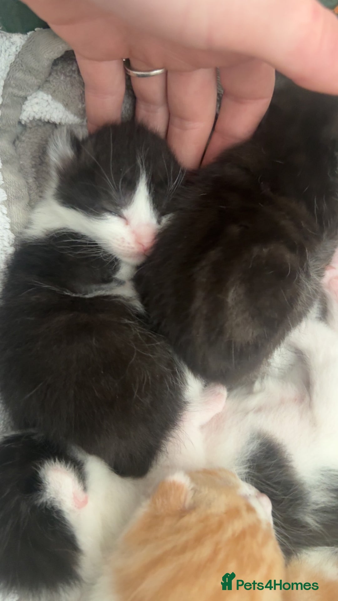 Mixed Breed cats for sale: Kittens for sale:) - Image 1