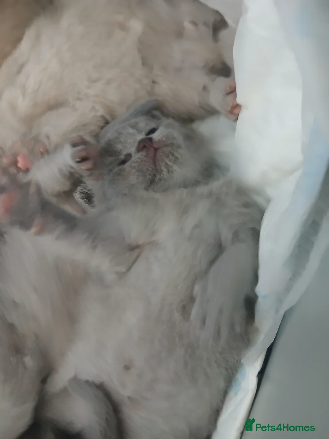 British Shorthair cats for sale: 😍BEAUTIFUL BRITISH SHORTHAIR KITTENS FOR SALE 😸  in Huntingdon - Advert 17