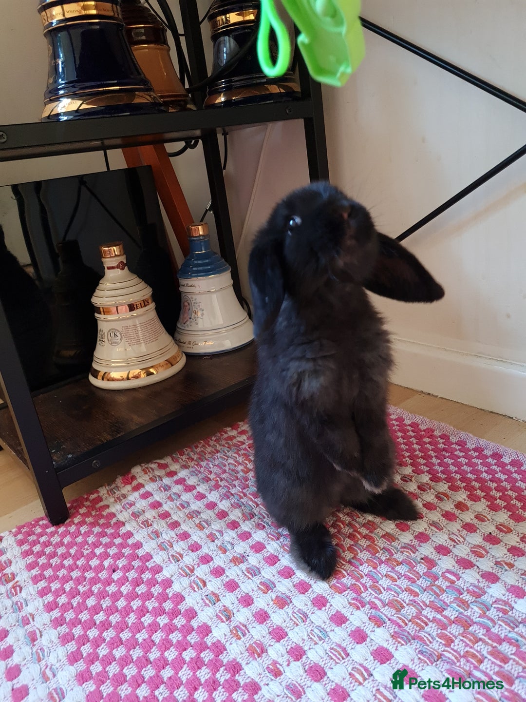 Mini Lop rabbits for sale: 9 week old black boy - Image 1