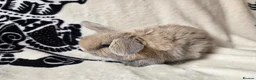 Mini Lop rabbits for sale: Stunning mini lops available  - Advert 11