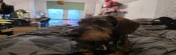 Dachshund dogs for sale: Wired haired dashund  - Advert 3