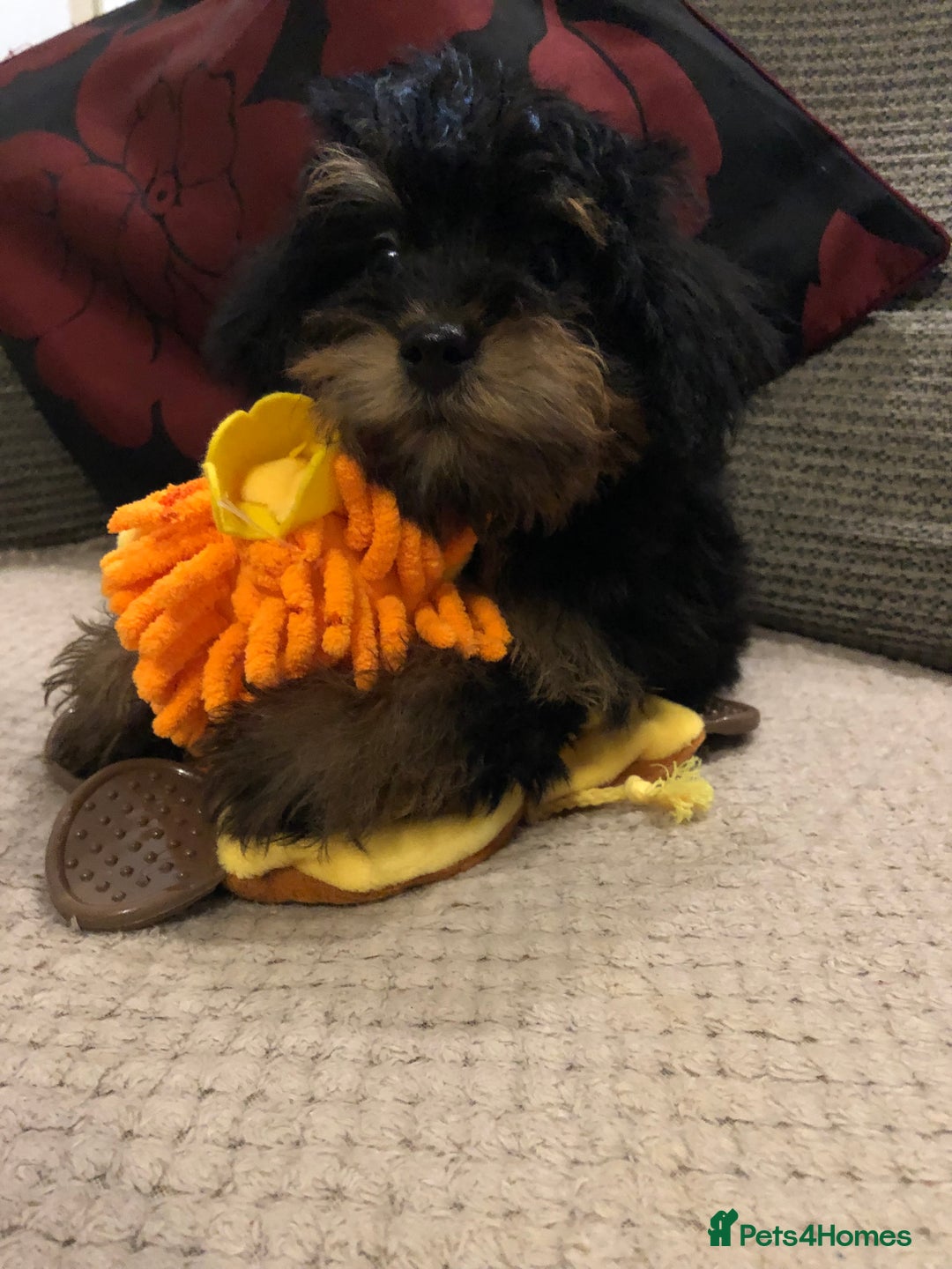 Mixed Breed dogs for sale: shihtzu cross puppies for sale - Advert 4