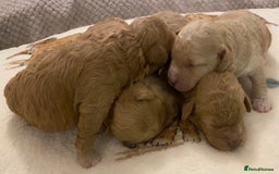 Cavapoo dogs for sale: Gorgeous Teddybear Cavapoo Puppies health checked  - Advert 14
