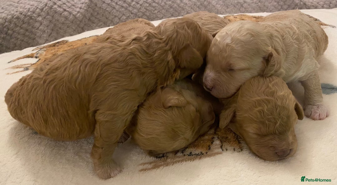 Cavapoo dogs for sale: Gorgeous Teddybear Cavapoo Puppies health checked  - Advert 14