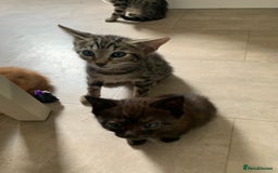 Bengal cats for sale: Bengal cross - Image 5