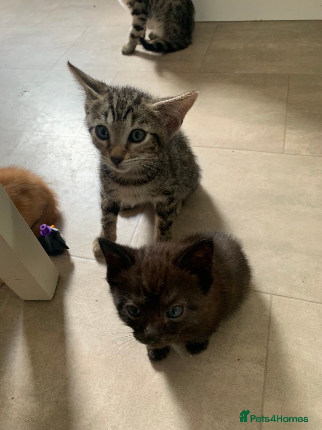 Bengal cats for sale: Bengal cross - Image 5