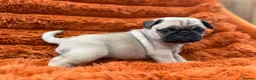 Pug dogs for sale: Perfect pug Puppies - Advert 3