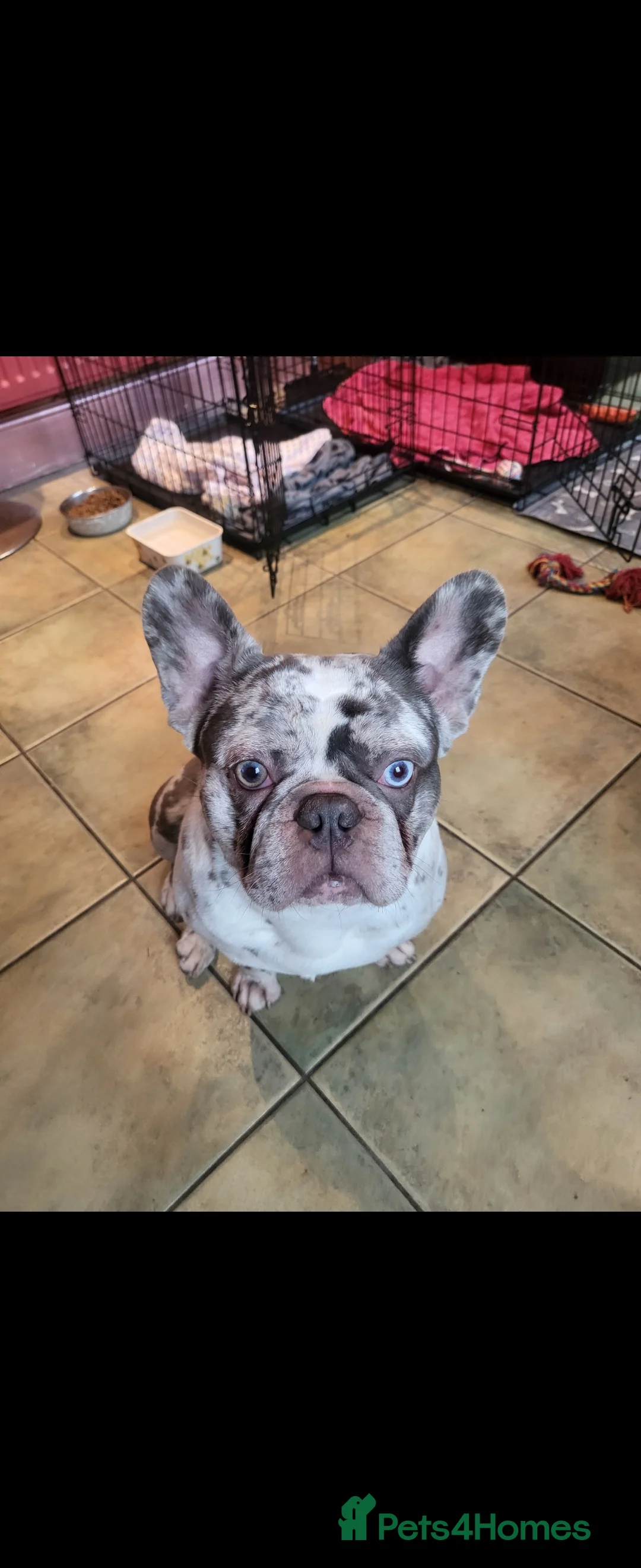 French Bulldog dogs for sale: French Bulldog for sale - Advert 2