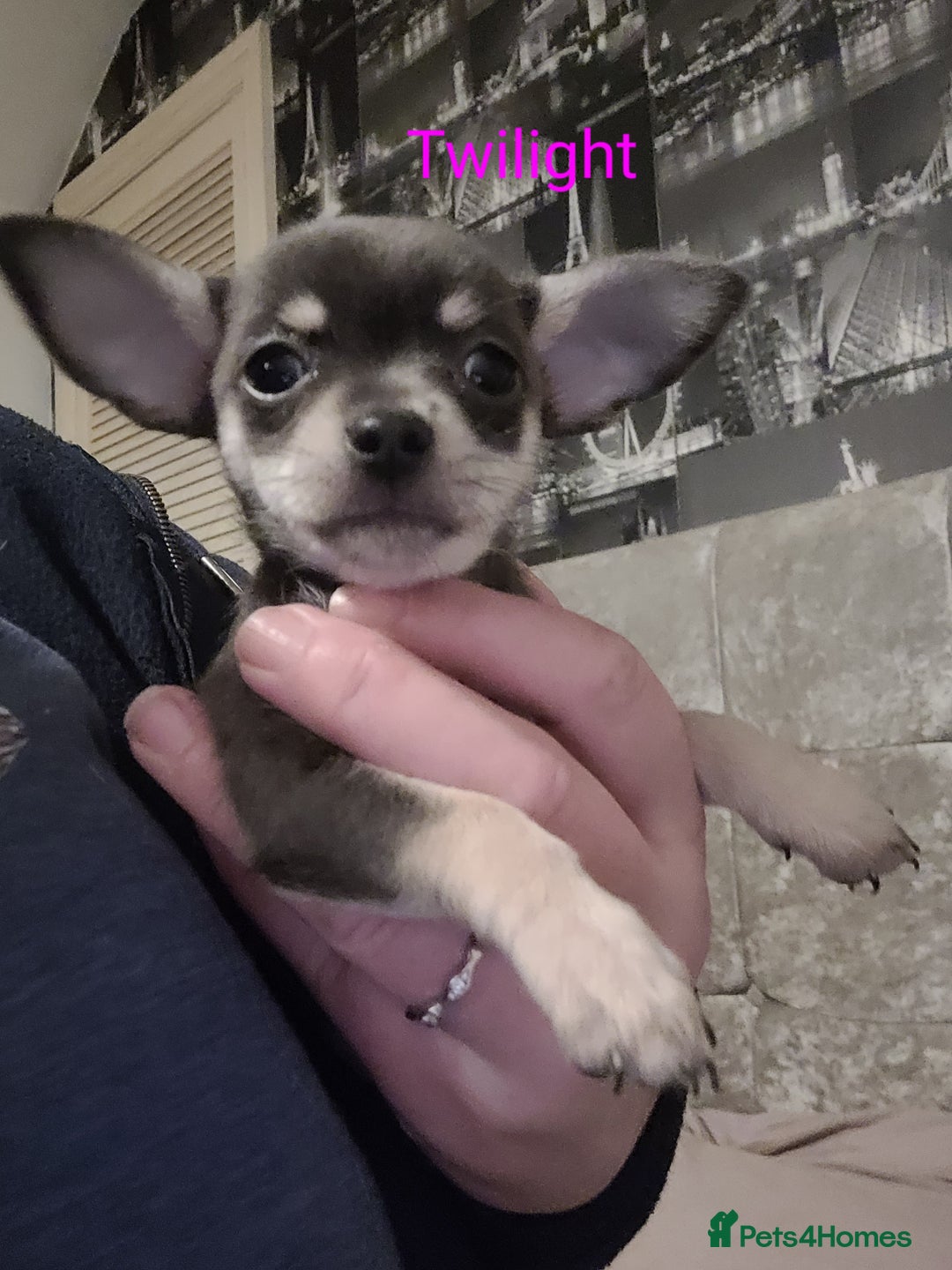Chihuahua dogs for sale: Chihuahua puppies 2 males and 3 females  - Advert 5