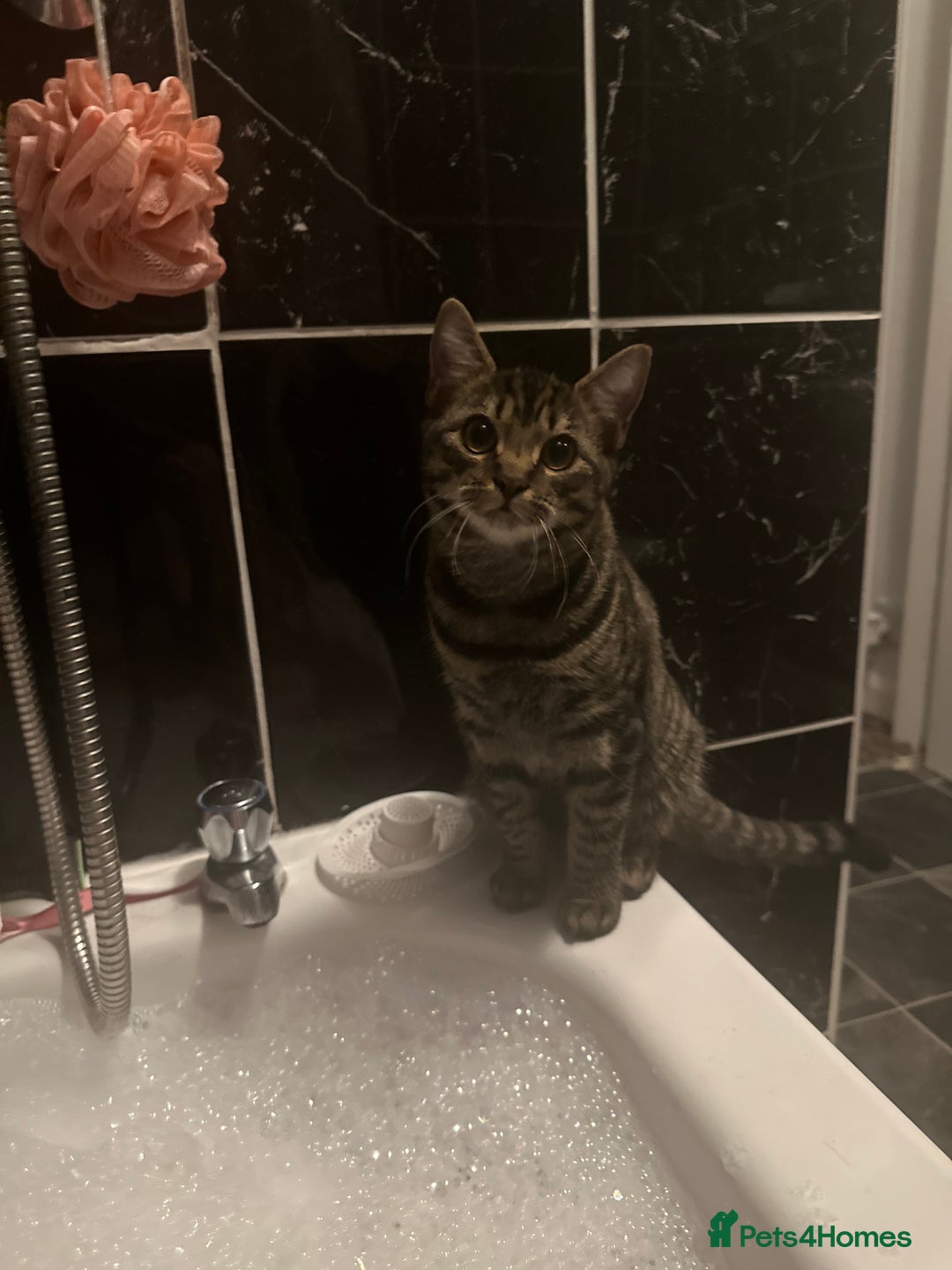 Mixed Breed cats for sale: 2 gorgeous girls tabby and tortoise shell - Image 21
