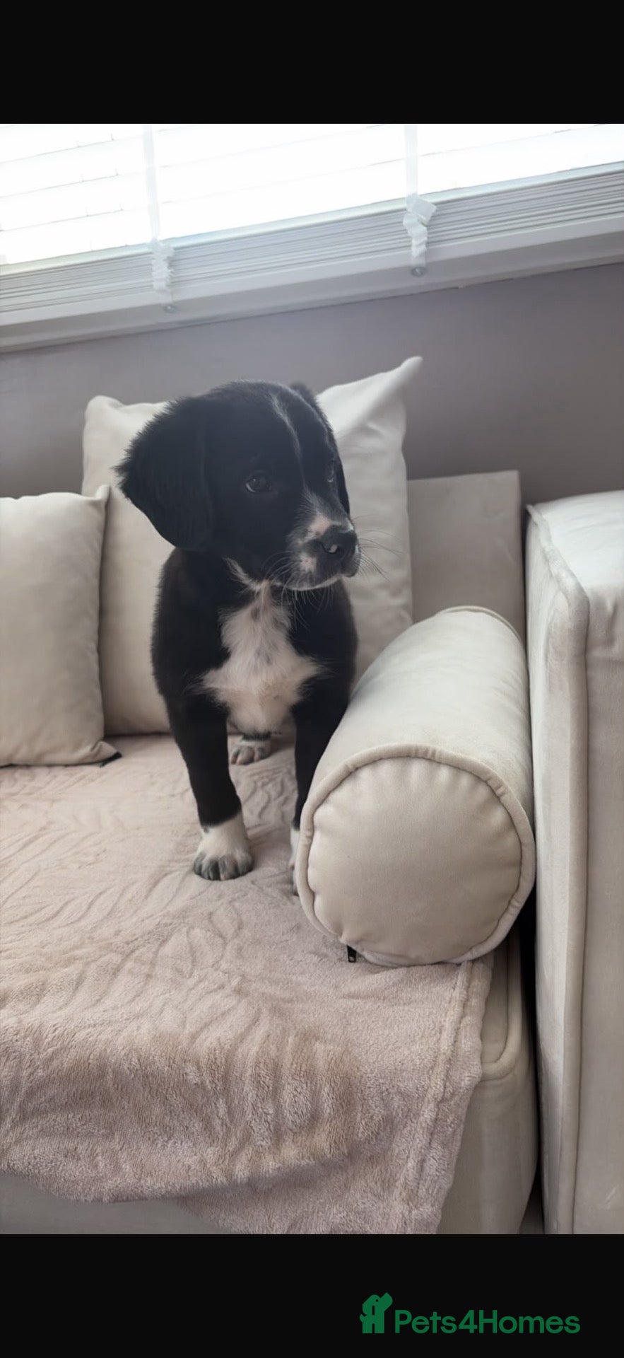 Sprollie dogs for sale: Male Sproolie  - Advert 23