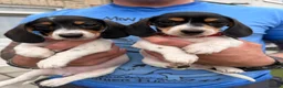 Dachshund dogs for sale: 4 adorable small dachshund girls available  - Advert 13