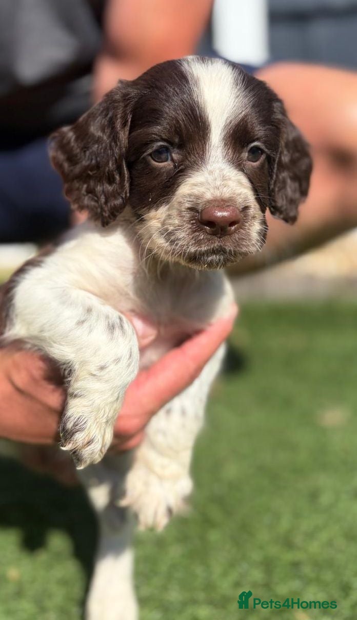 English Springer Spaniel dogs Working Spaniels Edwardiana Lines - Advert 5