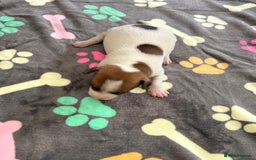 Jack Russell dogs for sale: Bred From Health Tested Parents - Image 30