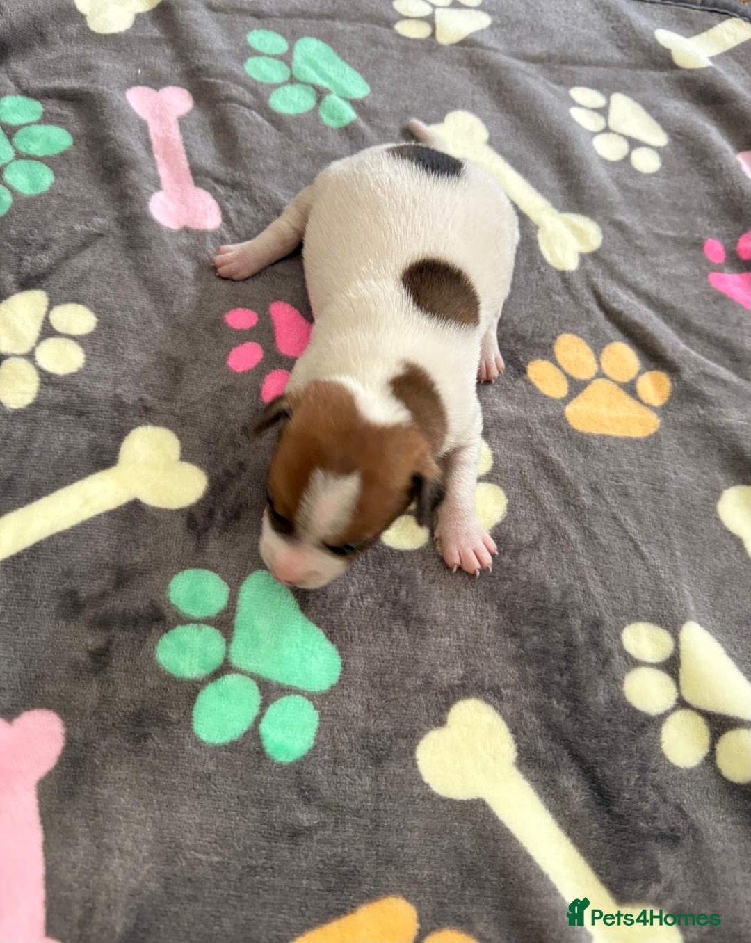 Jack Russell dogs for sale: Bred From Health Tested Parents - Image 30