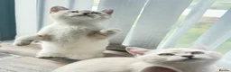 British Shorthair cats for sale: British shorthair  in Newcastle upon Tyne - Advert 5