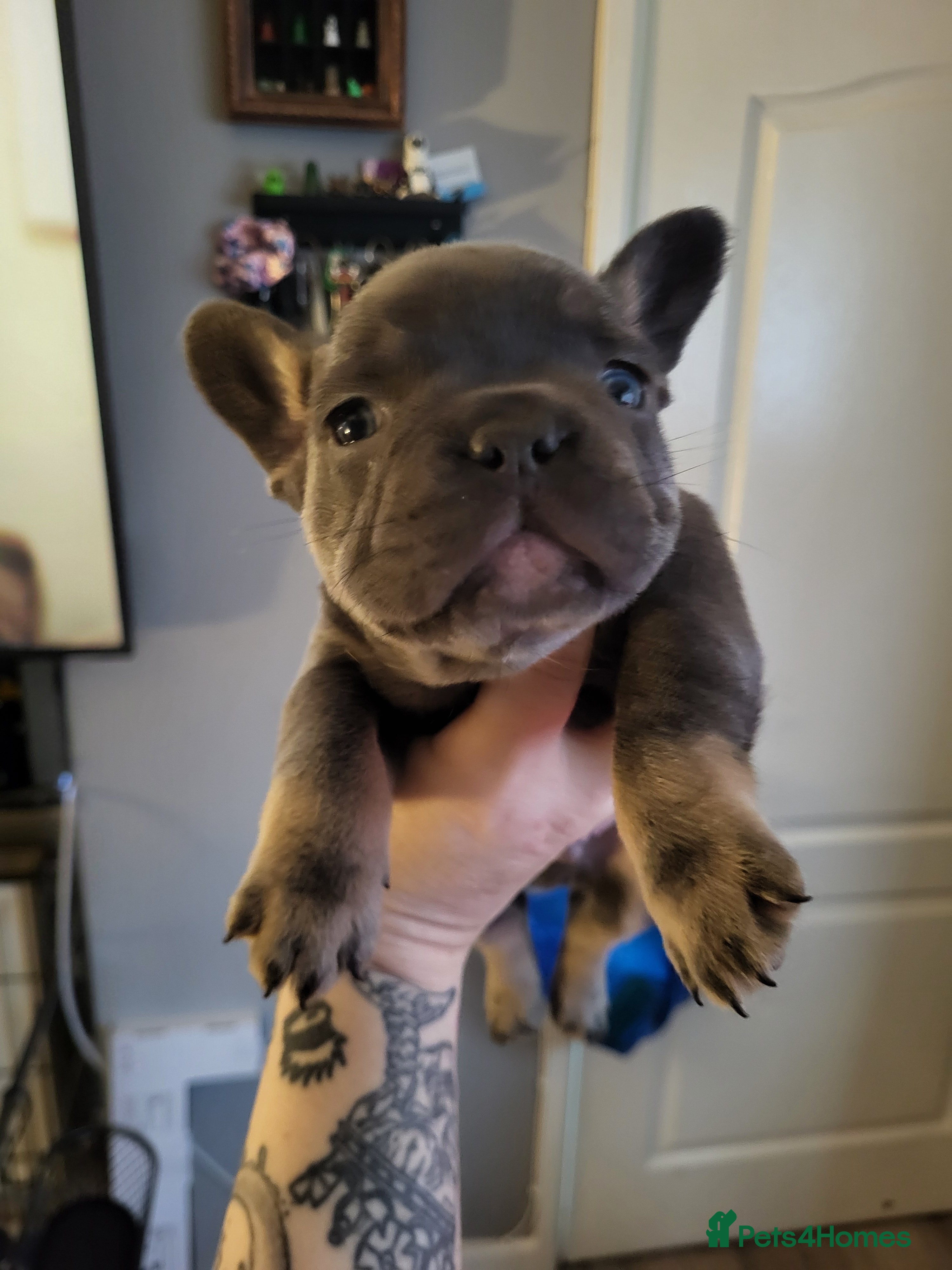 French Bulldog dogs French Bulldog Puppies - Advert 1