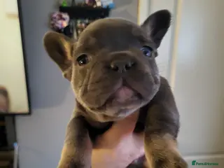 French Bulldog dogs French Bulldog Puppies - Advert 1