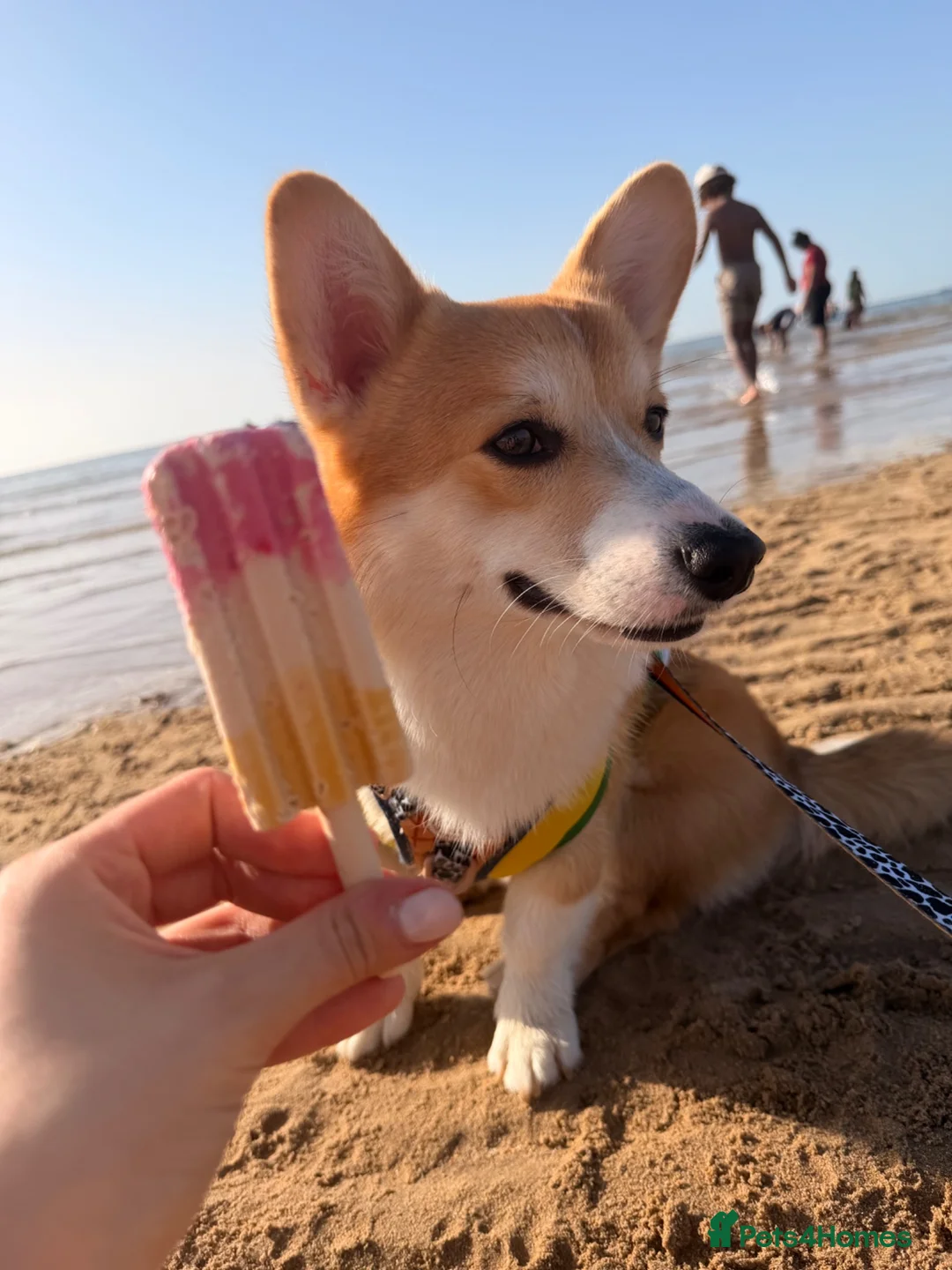 Welsh Corgi Pembroke dogs for stud: KC Registered Pembroke Welsh Corgi Stud Available in London - Advert 2