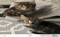 Mixed Breed cats for sale: Two kittens looking for homes  - Image 1