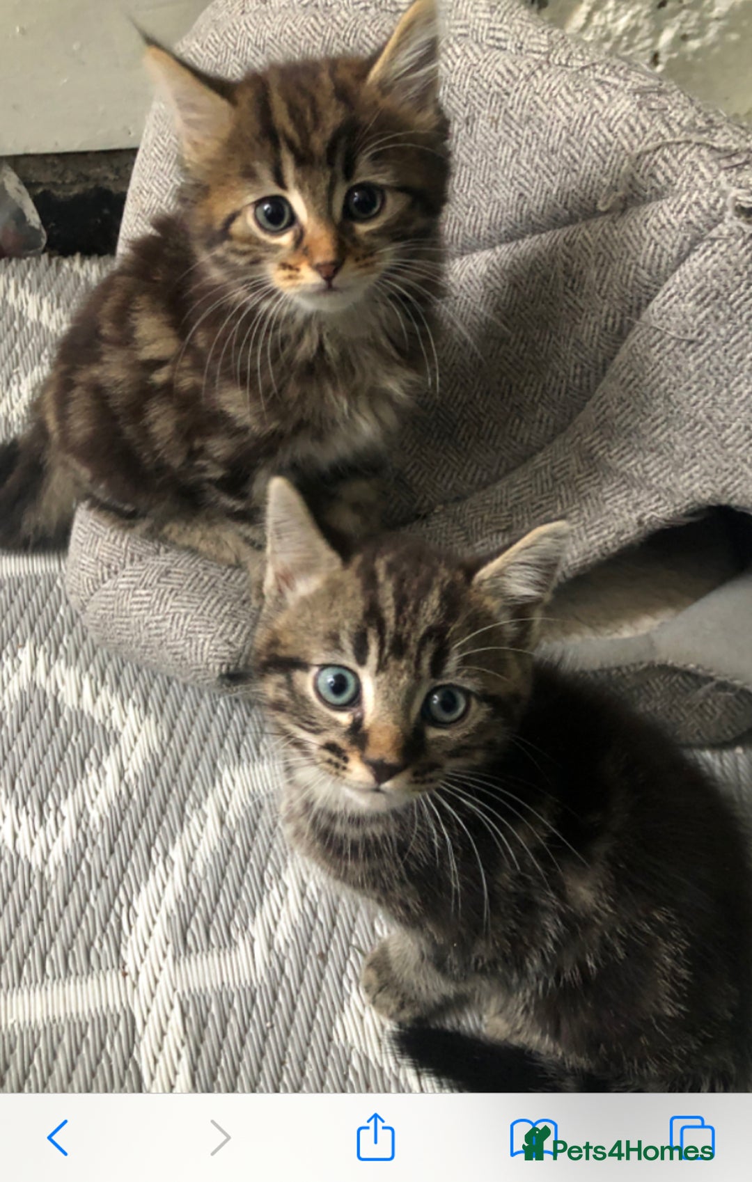 Mixed Breed cats for sale: Two kittens looking for homes  - Image 1