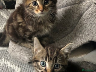 Mixed Breed cats - Advert 8