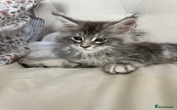 Maine Coon cats for sale: 4 big pure gorgeous Mainecoon boys  - Image 4