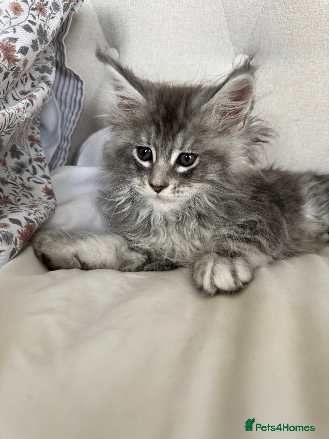 Maine Coon cats for sale: 4 big pure gorgeous Mainecoon boys  - Image 4