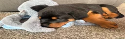 Rottweiler dogs for sale: 12 week male Rottweiler puppy - Advert 11