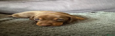 Dachshund Puppy 1