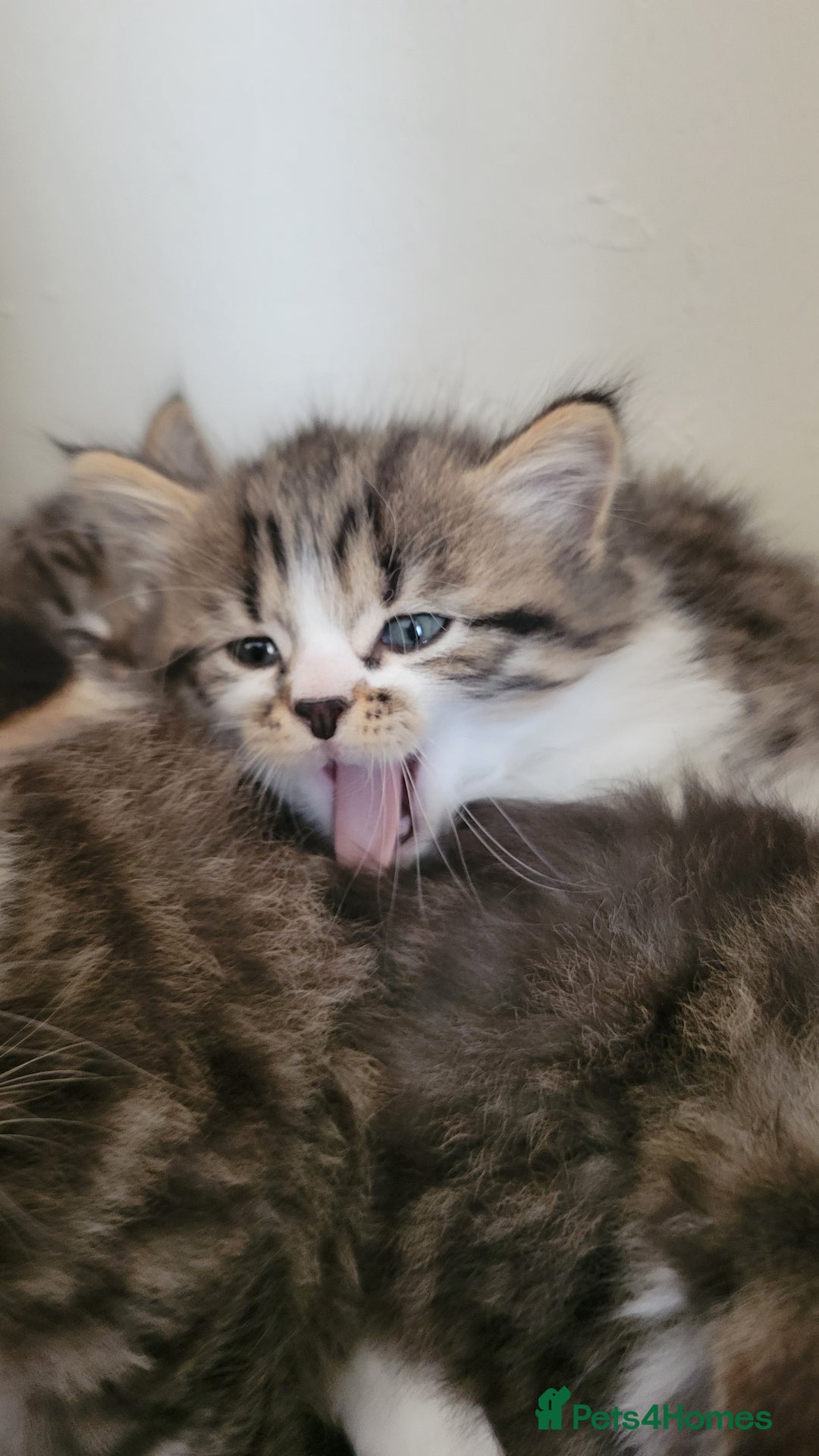 British Shorthair cats for sale: British Short-hair kittens - Image 19