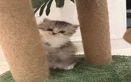 British Shorthair cats for sale: Stunning Scottish Straights - Image 16