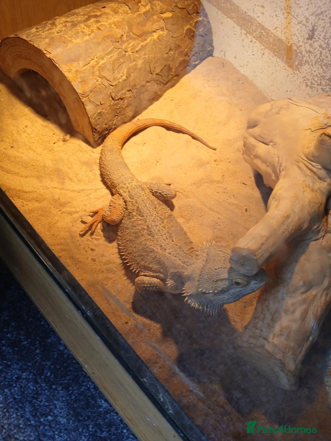 Dragon reptiles for sale: Bearded dragon in Macclesfield - Advert 1