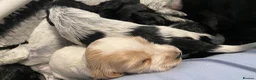 Cocker Spaniel dogs for sale: Pedigree Show Cockers - Advert 15