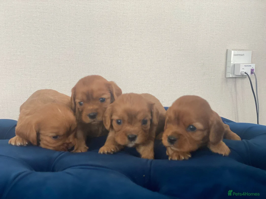 Cavalier King Charles Spaniel dogs for stud: STUNNING HEALTH TESTED KC CAVALIER KING CHARLES in Southampton - Advert 2
