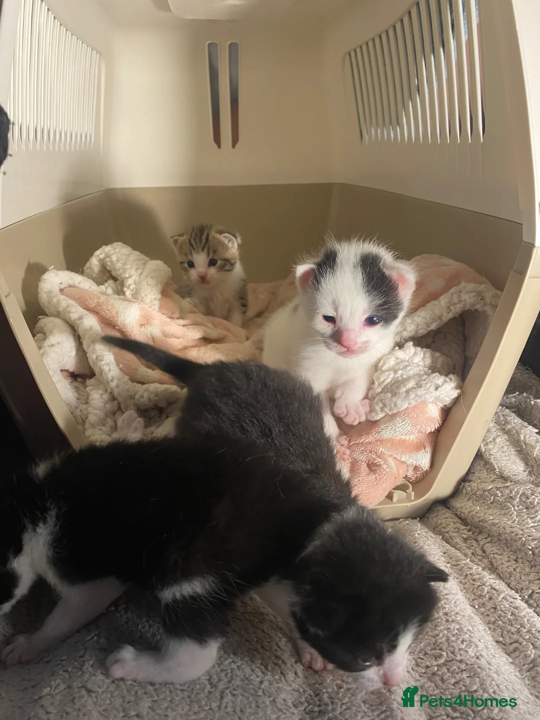 Mixed Breed cats for sale: Cat rehome urgently needed - Advert 2