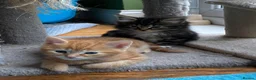 Mixed Breed cats for sale: Ready to go 4 ginger boy 1 tabby girl - Advert 11