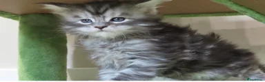 Maine Coon Kitten 2