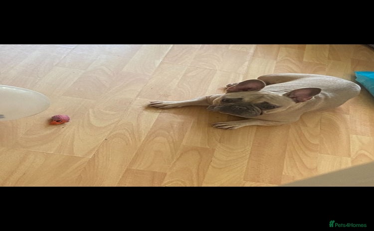French Bulldog dogs - Advert 5