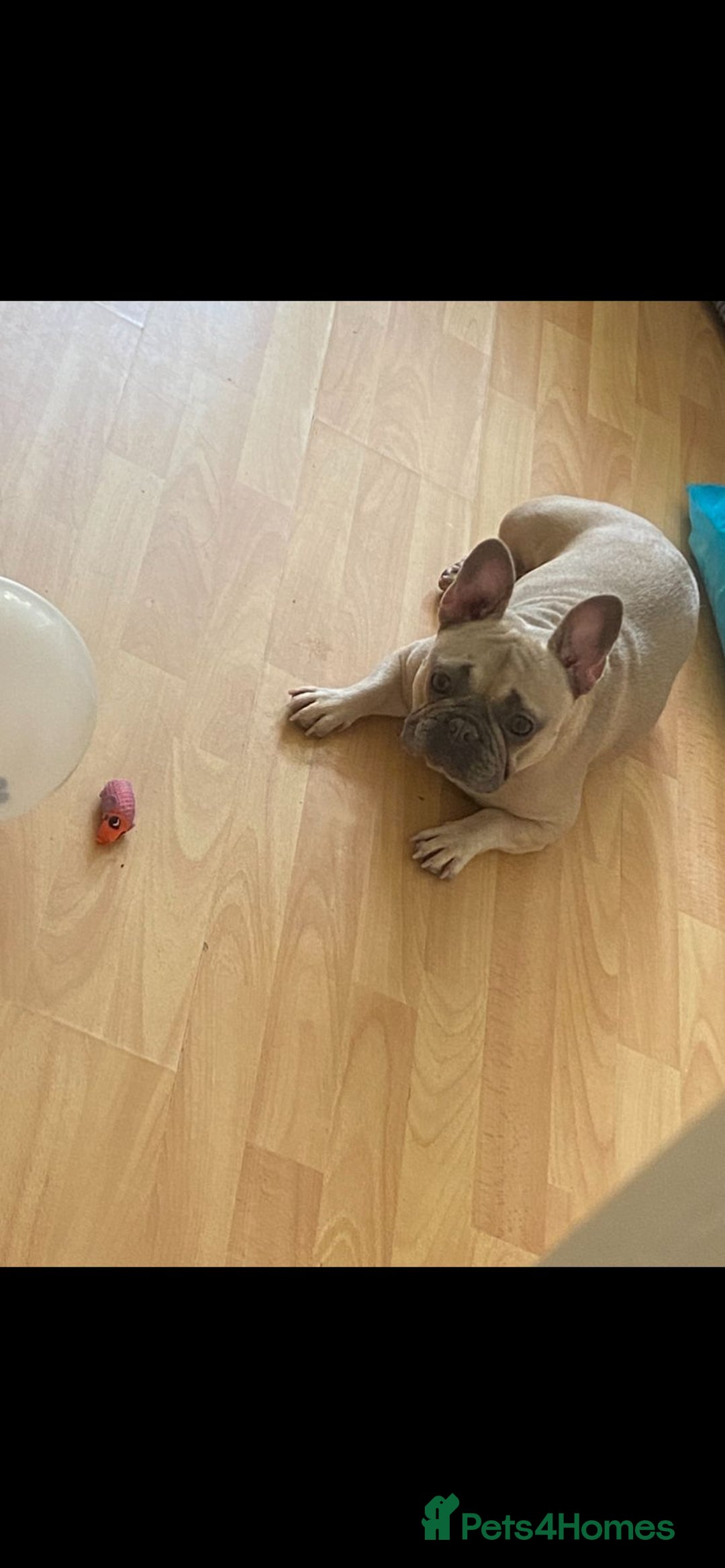 French Bulldog dogs for sale: 2 year old female french bulldog - Image 1