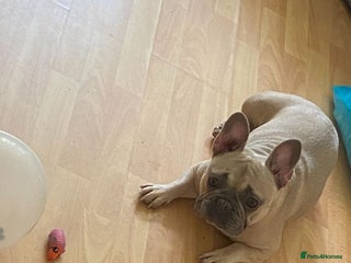 French Bulldog dogs - Advert 35