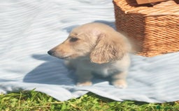 Dachshund dogs for sale: cream KC long haired miniature dachshunds for sale - Image 5
