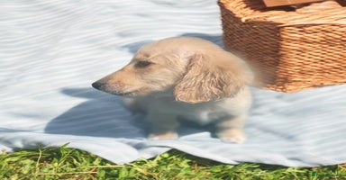 Dachshund dogs - Advert 10